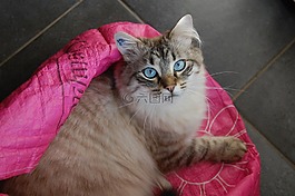 猫,猫头,长毛猫