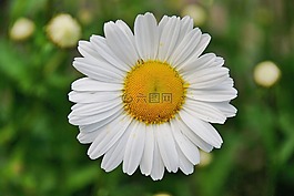 花的,植物,自然