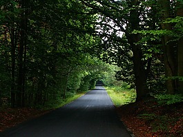 方式,森林,在森林里路