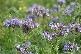 攻击,鲜花,草地
