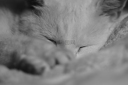 宠物,睡觉的猫,睡觉