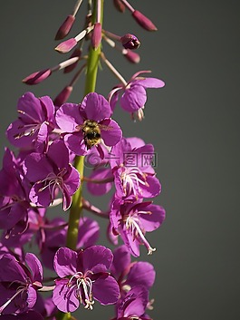 野生,花,班布尔