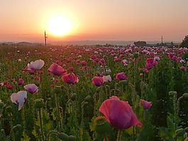 欣欣向荣mohnfeld,日落,夏季