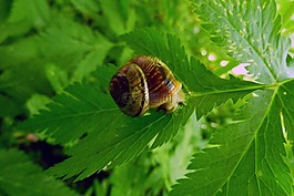 蜗牛壳,蜗牛,植物