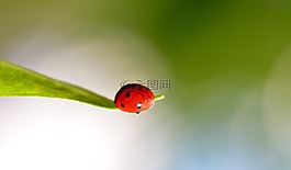 瓢虫,春,红色