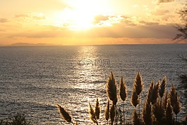 太阳,日落,鸡毛掸子