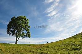 自然,景色,木材