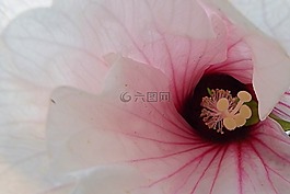 芙蓉,巨型芙蓉,开花