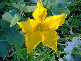壁球,花,黄色