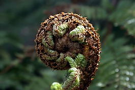 蕨类植物,流淌,植物