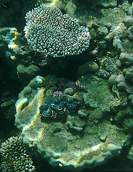 珊瑚,水下摄影,水下
