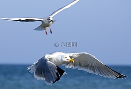 海鸥,飞行,在飞行