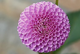 娇琴纱,紫,大丽花花园