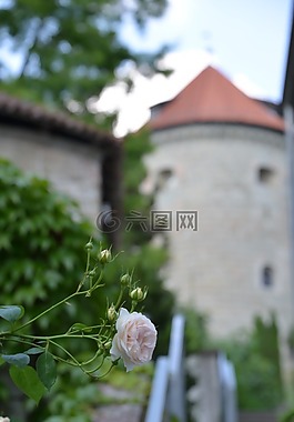 玫瑰,童话故事,睡美人