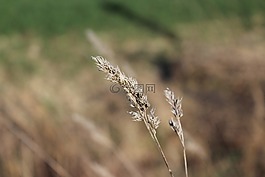 汉克草,草,草地