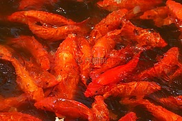 锦鲤,金鱼,水池