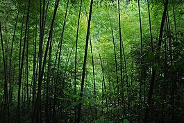 竹林,绿色,竹海