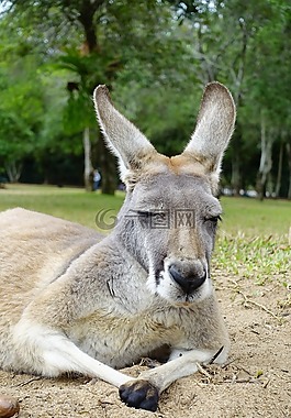 袋鼠,动物,澳大利亚