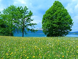 草地,鲜花,盛开