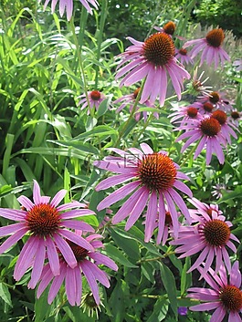 coneflower,紫色,自然