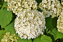 八仙花,花,鲜花