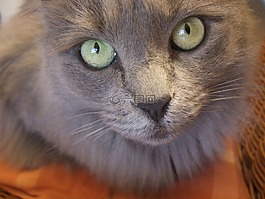 猫,看看,猫头