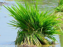 水稻,水稻植株,食品