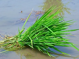 水稻,水稻植株,食品