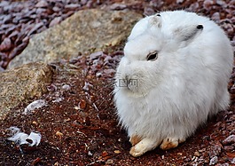 schneehase,野兔,母鹿