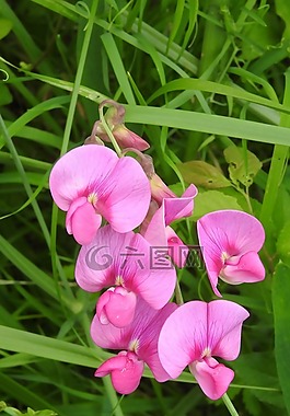 花,蝶形花科,粉红色的花