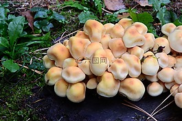 蘑菇,子枢纽,橙色的海绵