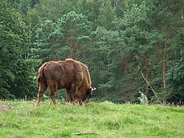 梅克伦堡堡,wisent,德国