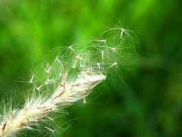 花,按下,野生