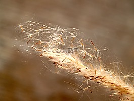花,按下,野生