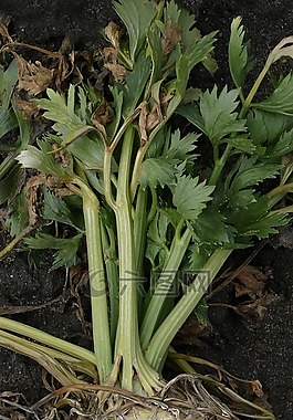 芹菜,根,芹菜块茎