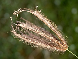 花,按下,野生
