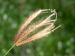 花,按下,野生