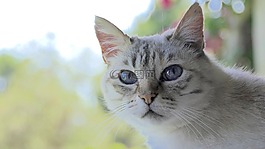 猫,头,可爱
