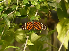老虎 passionsfalter,蝴蝶,heliconius ismenius