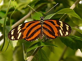 老虎 passionsfalter,蝴蝶,heliconius ismenius