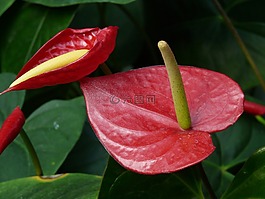 克莱恩 flamingoblume,红掌,花
