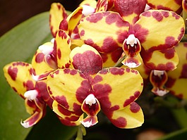 兰花,鲭鱼,黄色