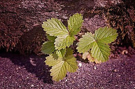 厂,草莓的叶子,叶子