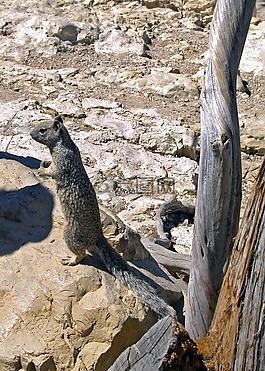 gopher,动物,穴居