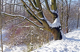 树,冬天,雪景