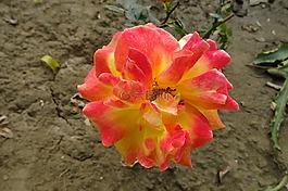 玫瑰,花,双色