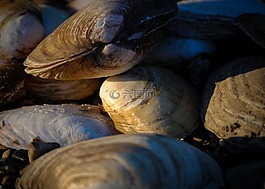 贻贝,贝壳,河