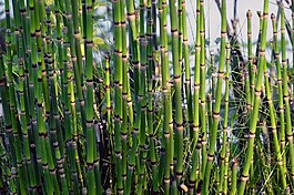 植物,植物区系,淘