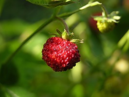 木草莓,轻咬,水果