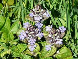 ajuga günsel,指出花,ajuga 匍匐 l